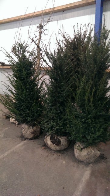  Taxushaag (Taxus Baccata)