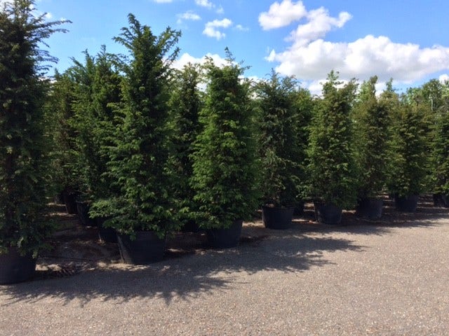  Taxushaag (Taxus Baccata)