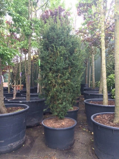  Taxus (Taxus Media 'Hicksii')