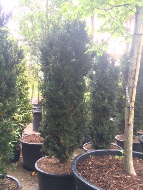  Taxus (Taxus Media 'Hicksii')