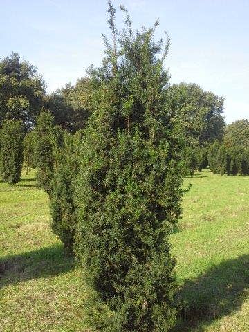  Taxus (Taxus Media 'Hicksii')