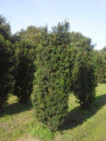  Taxus (Taxus Media 'Hicksii')