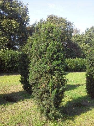  Taxus (Taxus Media 'Hicksii')