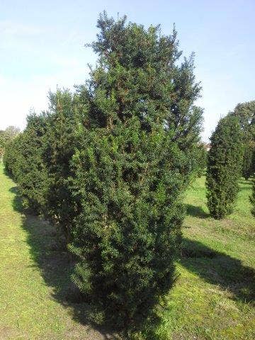  Taxus (Taxus Media 'Hicksii')