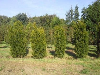  Venijnboom (Taxus Media 'Hillii')