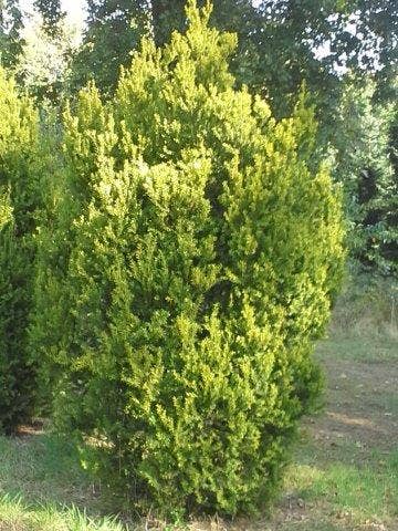  Venijnboom (Taxus Media 'Hillii')