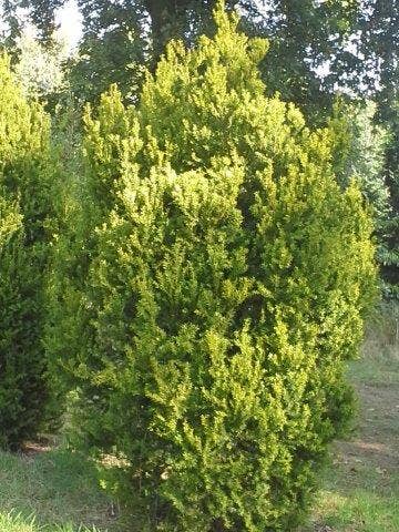  Venijnboom (Taxus Media 'Hillii')