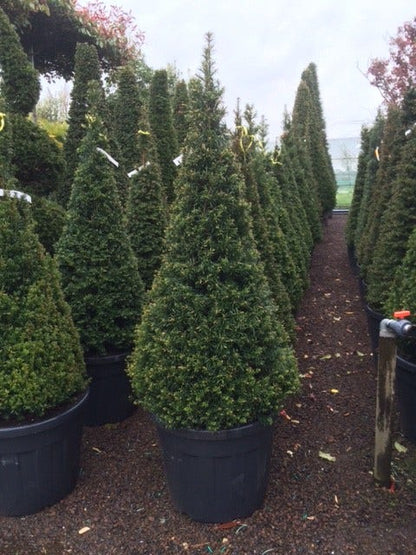  Taxus Als Egyptische Pyramide (Taxus Baccata)