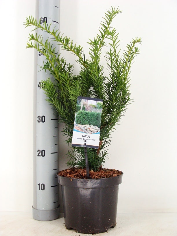  Taxus (Taxus Media 'Densiformis')