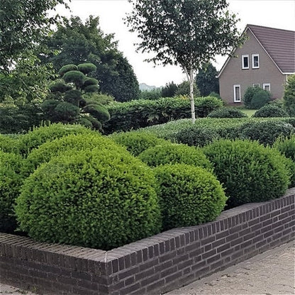  Taxus (Taxus Media 'Groenland')