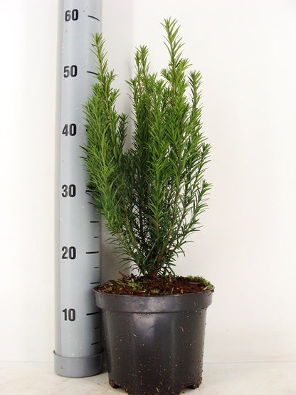  Taxus (Taxus Media 'Groenland')