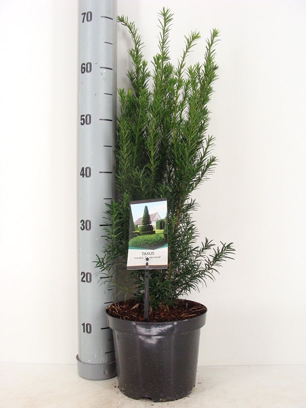  Taxus (Taxus Media 'Groenland')