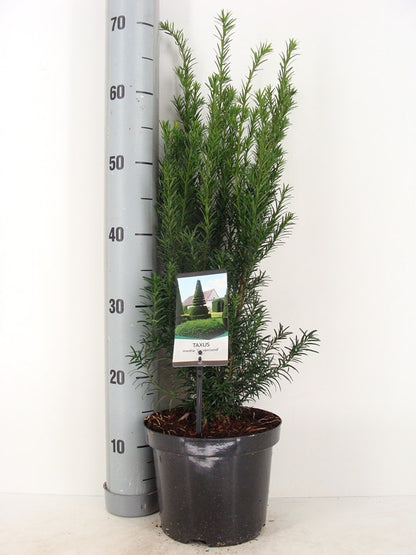  Taxus (Taxus Media 'Groenland')