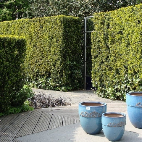  Taxus (Taxus Media 'Hicksii')
