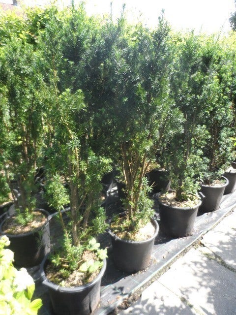  Taxus (Taxus Media 'Hicksii')