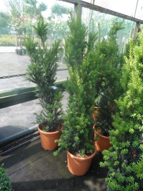 Taxus (Taxus Media 'Hicksii')