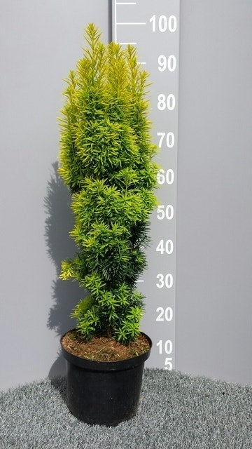  Gele Venijnboom (Taxus Baccata 'David')