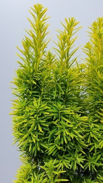  Gele Venijnboom (Taxus Baccata 'David')