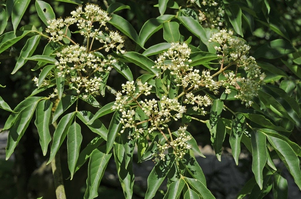  Bijenboom, Struik (Tetradium Daniellii)