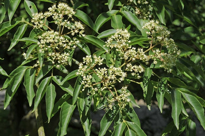  Bijenboom, Struik (Tetradium Daniellii)