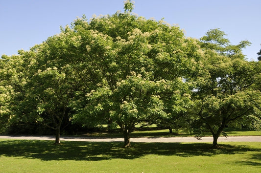  Bijenboom (Tetradium Daniellii)