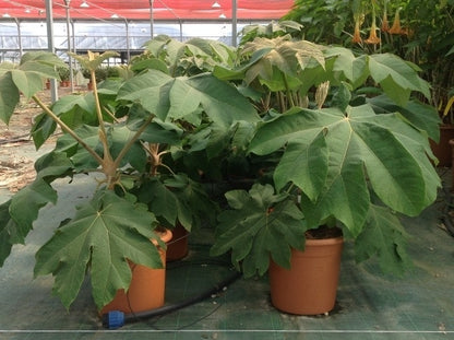  Rijstpapierplant (Tetrapanax Papyrifer)