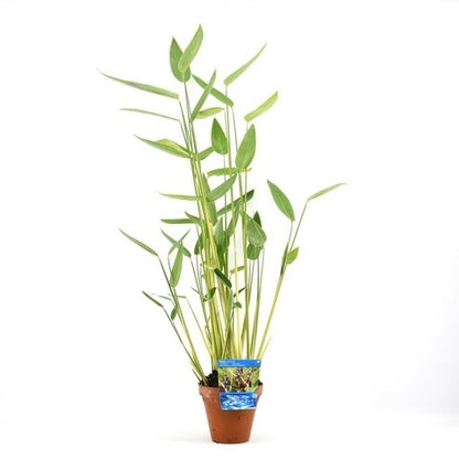  Thalia (Thalia Dealbata)