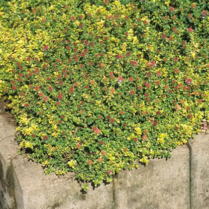  Tijm (Thymus 'Doone Valley')