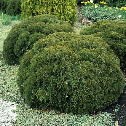  Thuja (Thuja Occidentalis 'Danica')