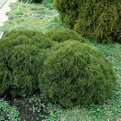  Thuja (Thuja Occidentalis 'Tiny Tim')