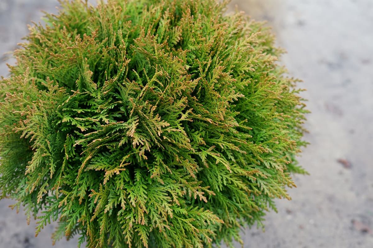 Thuja (Thuja Occidentalis 'Danica')
