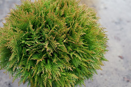  Thuja (Thuja Occidentalis 'Danica')