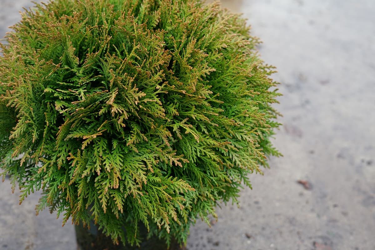 Thuja (Thuja Occidentalis 'Danica')