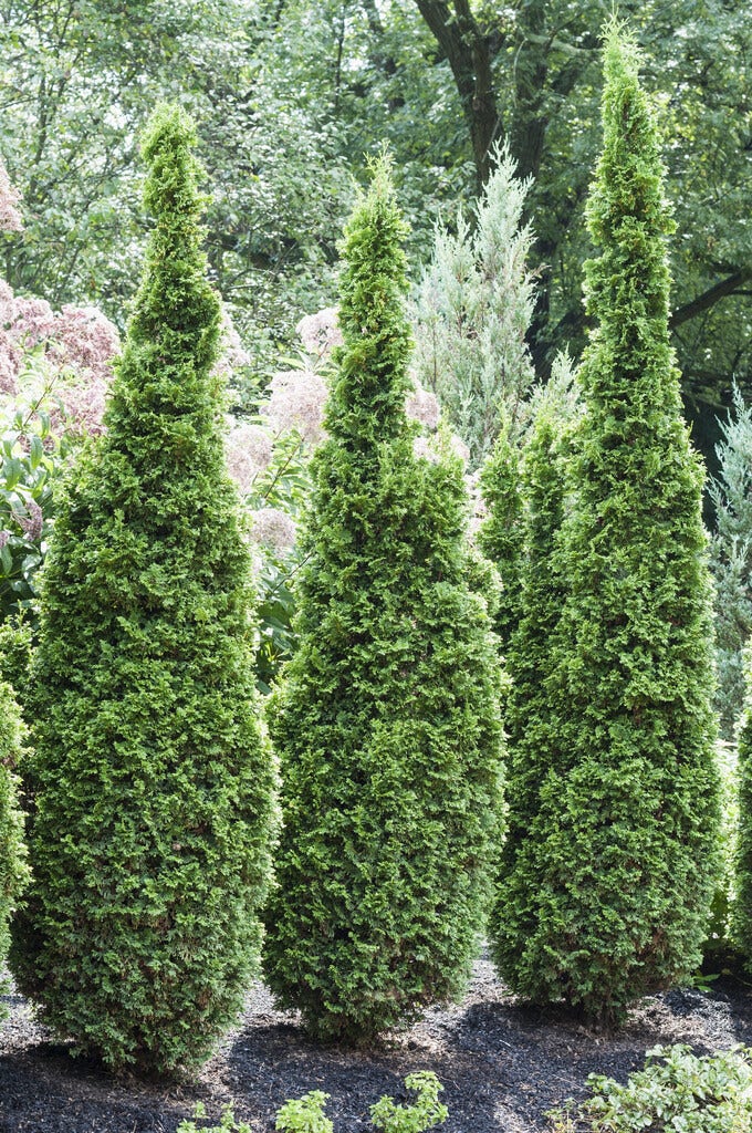  Westerse Levensboom (Thuja Occidentalis 'Degroot Spire')