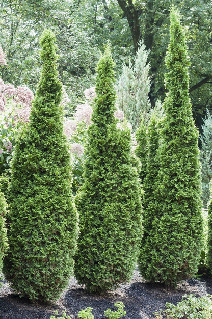  Westerse Levensboom (Thuja Occidentalis 'Degroot Spire')