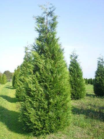  Levensboom (Thuja Plicata 'Atrovirens')