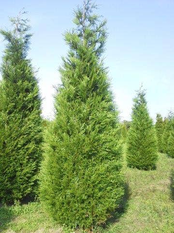 Levensboom (Thuja Plicata 'Atrovirens')