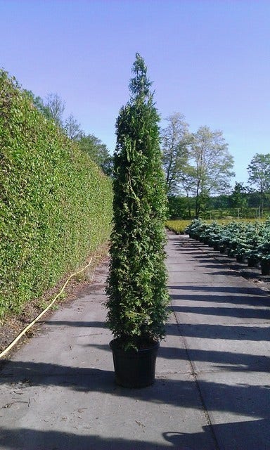  Groene Haagconifeer (Thuja Occidentalis 'Brabant')