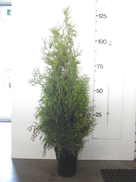  Groene Haagconifeer (Thuja Occidentalis 'Brabant')