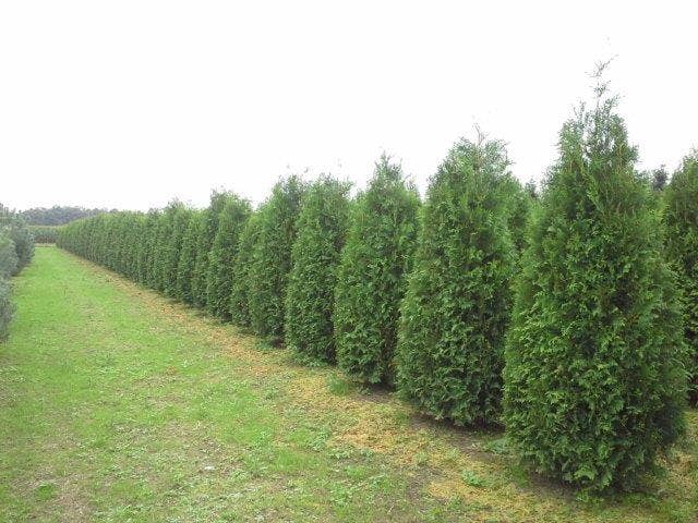  Groene Haagconifeer (Thuja Occidentalis 'Brabant')