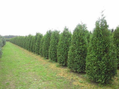  Groene Haagconifeer (Thuja Occidentalis 'Brabant')