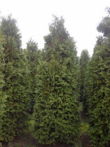  Groene Haagconifeer (Thuja Occidentalis 'Brabant')
