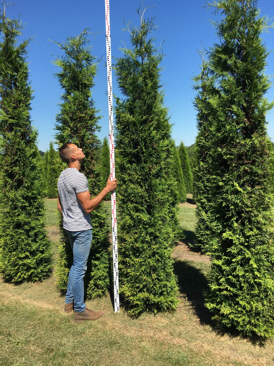  Grote Groene Haagconifeer (Thuja Occidentalis 'Brabant')