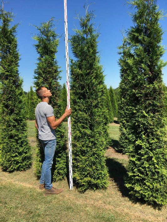  Grote Groene Haagconifeer (Thuja Occidentalis 'Brabant')