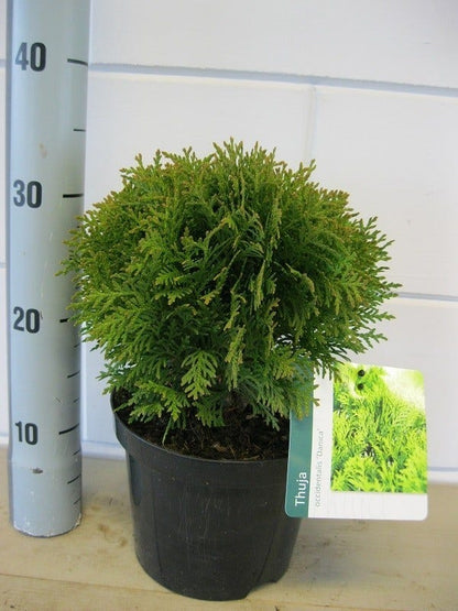  Thuja (Thuja Occidentalis 'Danica')