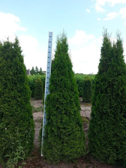  Westerse Levensboom (Thuja Occidentalis 'Smaragd')
