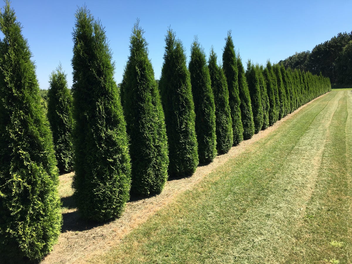  Grote Westerse Levensboom (Thuja Occidentalis 'Smaragd')