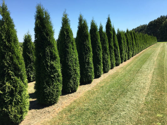  Grote Westerse Levensboom (Thuja Occidentalis 'Smaragd')