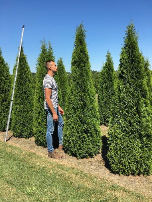  Grote Westerse Levensboom (Thuja Occidentalis 'Smaragd')