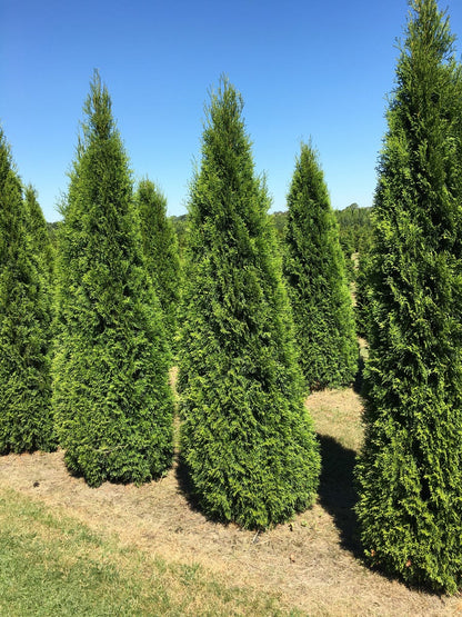  Grote Westerse Levensboom (Thuja Occidentalis 'Smaragd')